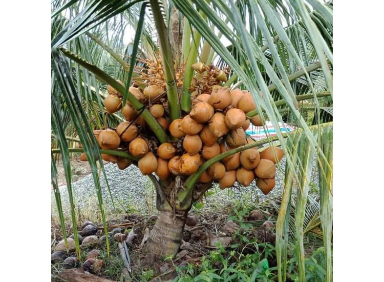 Dừa Mã Lai Bầu Bến Tre